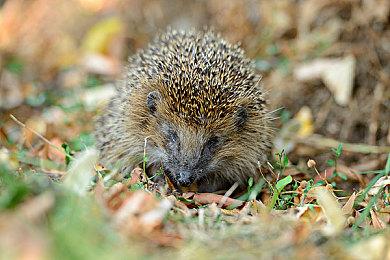 《命运2：邪姬魅影》2022年2月发售 Steam国区319元